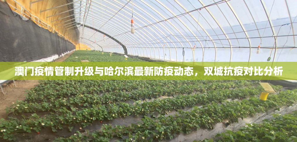 澳门疫情管制升级与哈尔滨最新防疫动态，双城抗疫对比分析