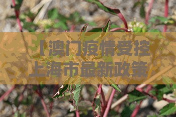 【澳门疫情受控 上海市最新政策/澳门疫情受控 上海市最新政策查询】