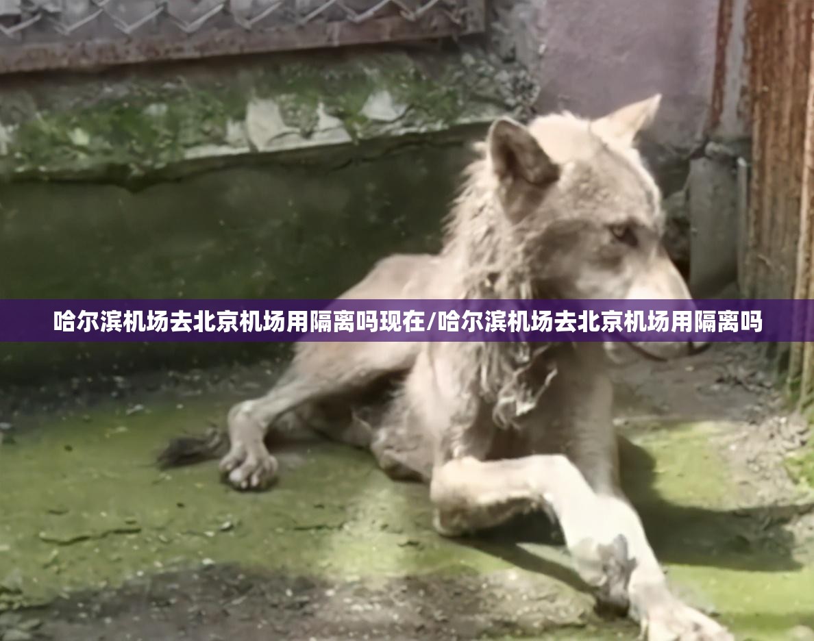 哈尔滨机场去北京机场用隔离吗现在/哈尔滨机场去北京机场用隔离吗