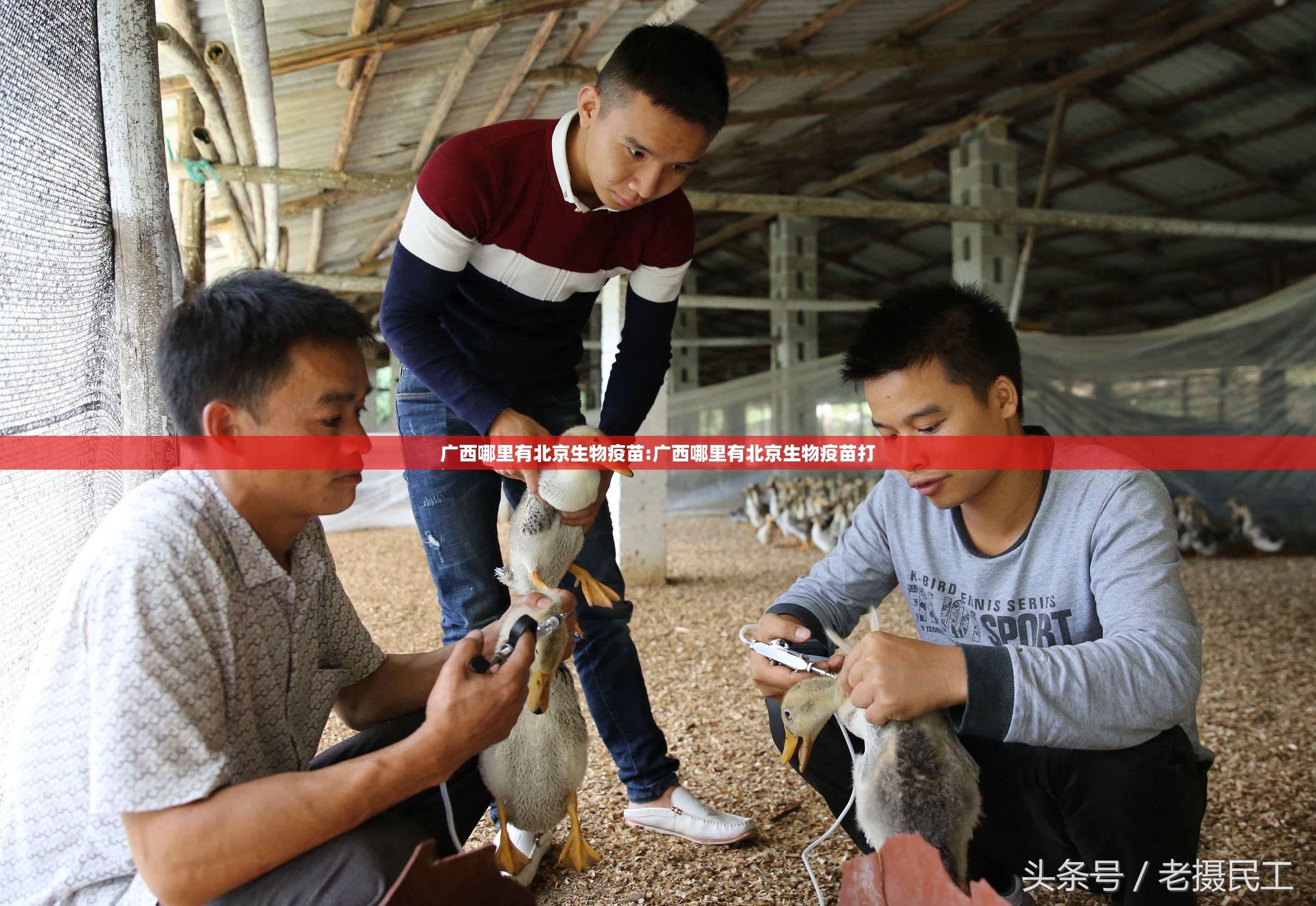 广西哪里有北京生物疫苗:广西哪里有北京生物疫苗打
