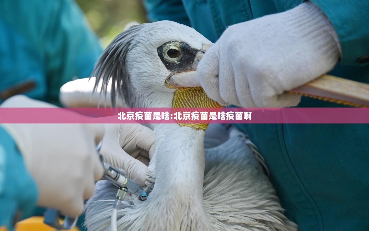 北京疫苗是啥:北京疫苗是啥疫苗啊