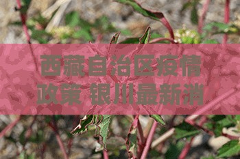 西藏自治区疫情政策 银川最新消息/西藏自治区疫情政策 银川最新