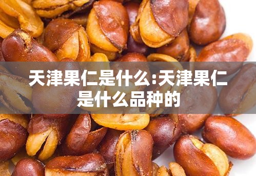 天津果仁是什么:天津果仁是什么品种的
