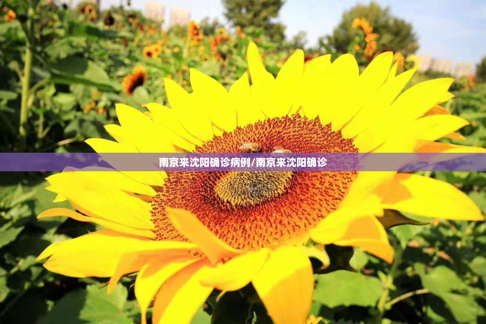 南京来沈阳确诊病例/南京来沈阳确诊