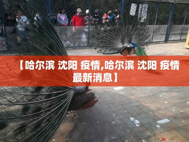 【哈尔滨 沈阳 疫情,哈尔滨 沈阳 疫情最新消息】