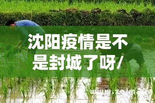 沈阳疫情是不是封城了呀/沈阳疫情是不是封城了