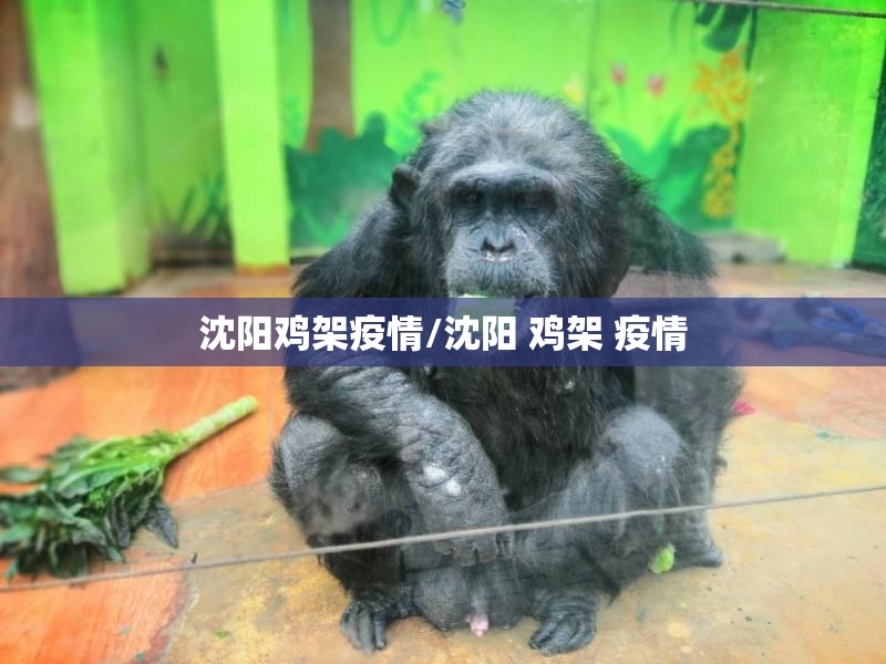 沈阳鸡架疫情/沈阳 鸡架 疫情