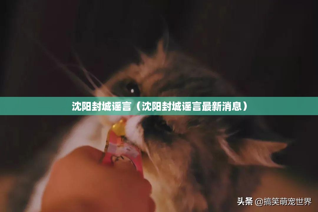 沈阳封城谣言（沈阳封城谣言最新消息）