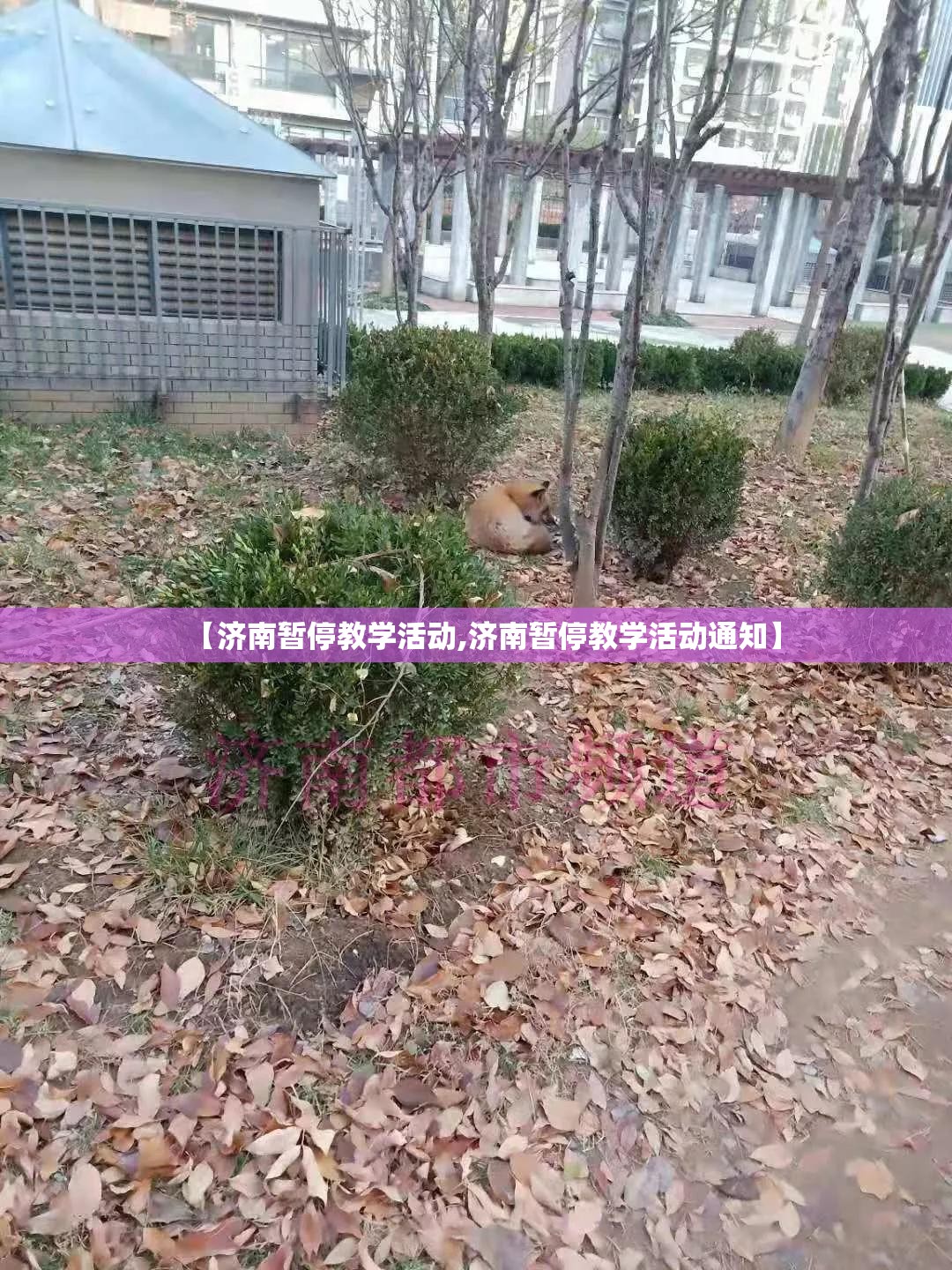 【济南暂停教学活动,济南暂停教学活动通知】