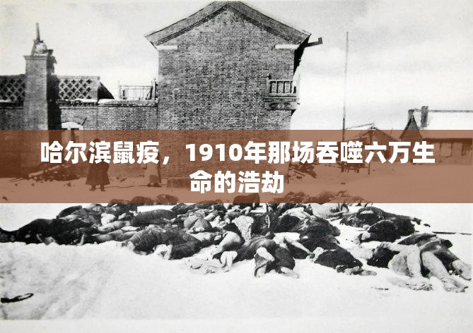 哈尔滨鼠疫，1910年那场吞噬六万生命的浩劫